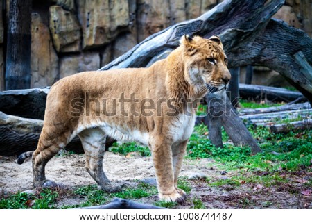 white-liger-walk-zoo-aviary-450w-1008744487.jpg