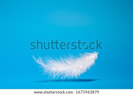 White light feather, shadow on empty blue background