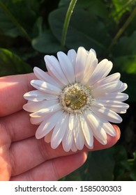 White And Light Yellow Flower In Mount Coot- Tha Gardens 