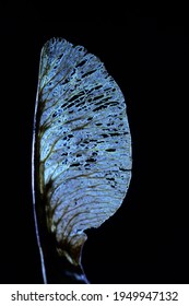 White Lighted Ash Tree Seed