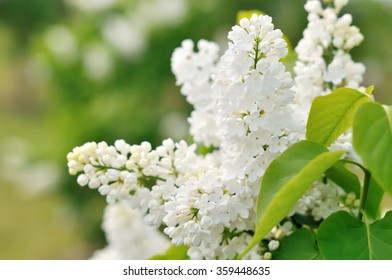 White Lilac 