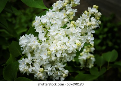 White Lilac