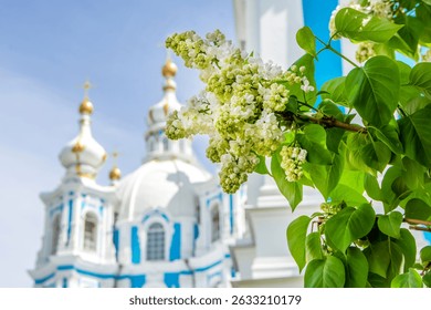 Белая сирень на фоне куполов Смольного собора Воскресения Христова в Петербурге. Россия