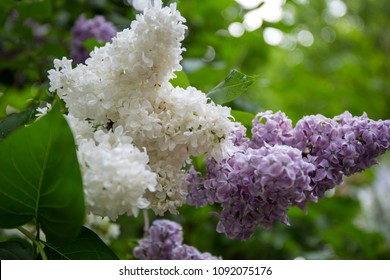 White Lilac Bush Blooming In May Day