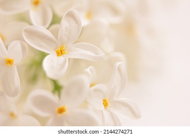 White Lilac Flower Background.  White Floral Background, Mock Up, Copy Space Right
