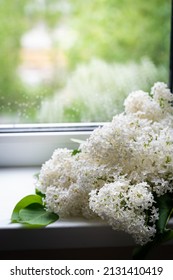 White Lilac Flowers Bouquet Against Window Background