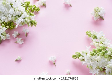 White lilac  flowers on pink background.  Creative layout , spring template . Spring background with empty space for Mother's day, women's day, 8 march, birthday, easter, wedding invitation