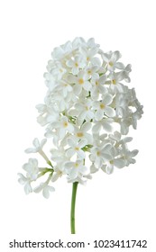 White Lilac Isolated On White Background