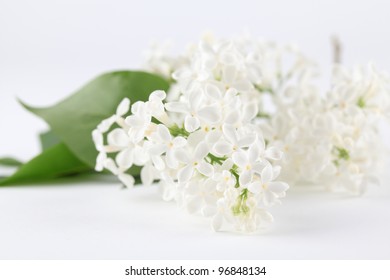 White Lilac On White Background. Soft Focus