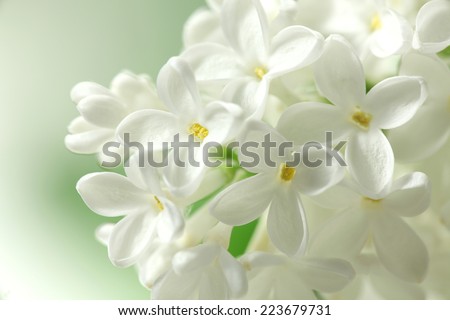 White lilacs flowers  background      