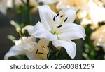 white Lilies (Lilium) in the garden