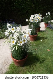 White lilies, lilium regale or royal lily, growing in terracotta pots by garden path in summer.