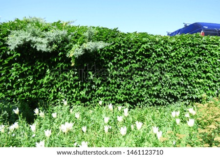 white lilies on a flowerbed and a fragment of a car of blue color behind a green hedge on a sunny summer day