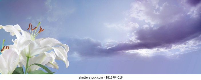 White Lilies sky message banner - two lily heads in left foreground against fluffy clouds and romantic lilac blue sky  
