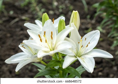 White Lilium Flower