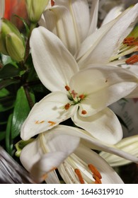 The White Lilium Orientalis Petals 