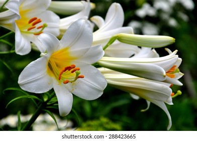 White Lilium Regale