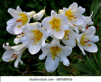 White Lilium Regale