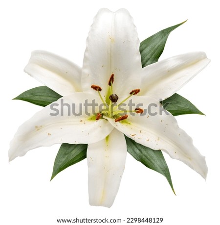 White Lilly flower isolated on white background, Lilly flower on white With work path.