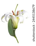 White lilly, Lilly flower, White lilly flower on white background, Lilly background.