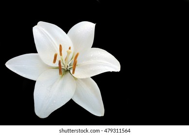 white lilly isolated on black background