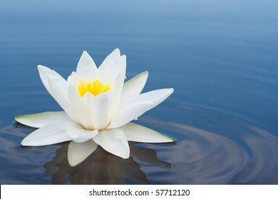 white lilly on lake