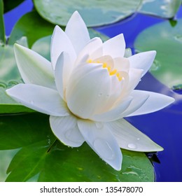 White lily against the blue water and green leaves