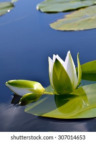 White lily against the blue water and green leaves on the lake