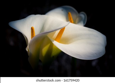 White Lily With Black Background