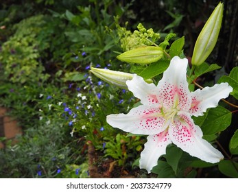 White lily blooming in the garden