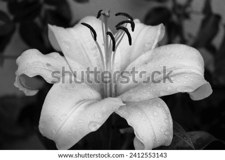 White Lily blossom macro in black and white with raindrops on petals. Romantic gardening image in monochromatic view. Large flower in bloom with wet petals after a rainfall.