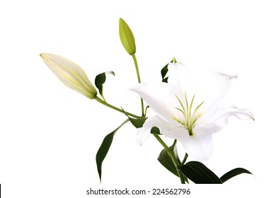 White Lily Bud Lily Stock Photo (Edit Now) 280753898