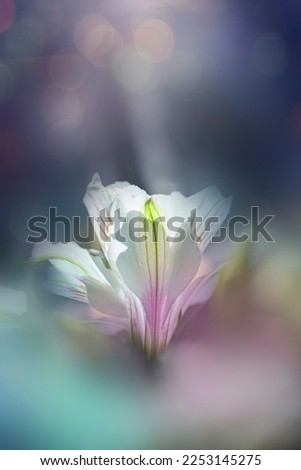 Similar – close up of a flower with white and pink petals of helipterum roseum