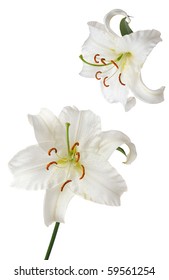 white lily Casablanca isolated on white background