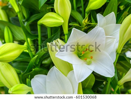White lily. Close up of an oriental tiger lilly. Beautiful giant white lily flower close-up with green foliage at the background. Big white lily close-up on a background of green leaves top view.