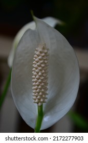 White Lily Close Up Simple