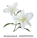 White Lily flower bouquet isolated on white background for card and decoration