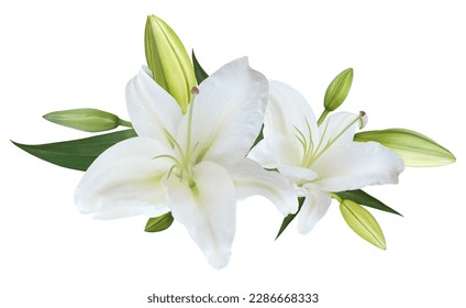 White Lily flower bouquet isolated on white background for card and decoration