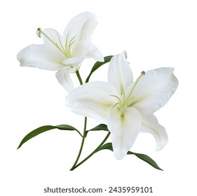 White Lily flower bouquet isolated on white background for card and decoration - Powered by Shutterstock