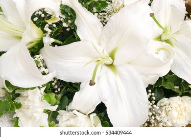 White Lily Flower Close Up