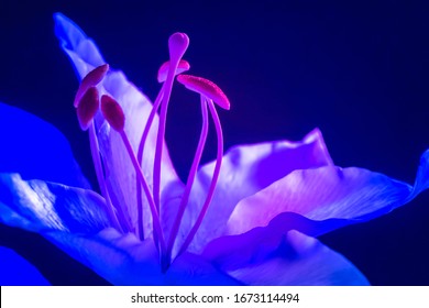 White Lily flower close-up. Lily flower on a dark blue background. Garden flowers. Bulbous plant. Delicate texture of the petals of a Lily. The structure of the flower. - Shutterstock ID 1673114494