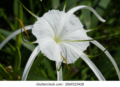 White Lily Flower In The Corner Of The Garden.