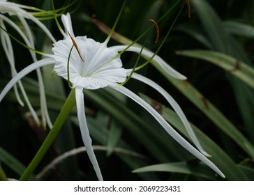 White Lily Flower In The Corner Of The Garden.