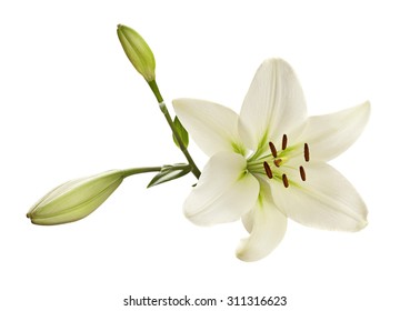 White Lily Flower Head Closeup Isolated