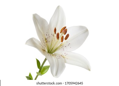 White Lily Flower Isolated On A White Background.