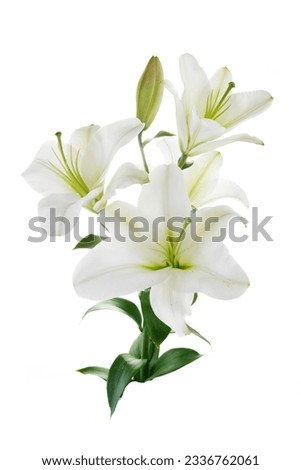 White lily flower isolated on a white background.