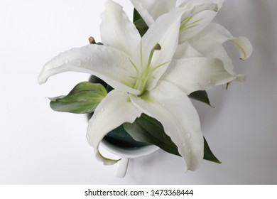 White Lily Flower On White Background Stock Photo 1473368444 | Shutterstock