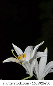 White Lily Flower On Black Background