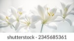 white lily flowers banner. White lily flower on white background. Floral wedding card, celebration, invitation, farewell greeting, condolence. Generative AI.
