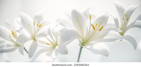 white lily flowers banner. White lily flower on white background. Floral wedding card, celebration, invitation, farewell greeting, condolence. Generative AI. - Shutterstock ID 2345685361